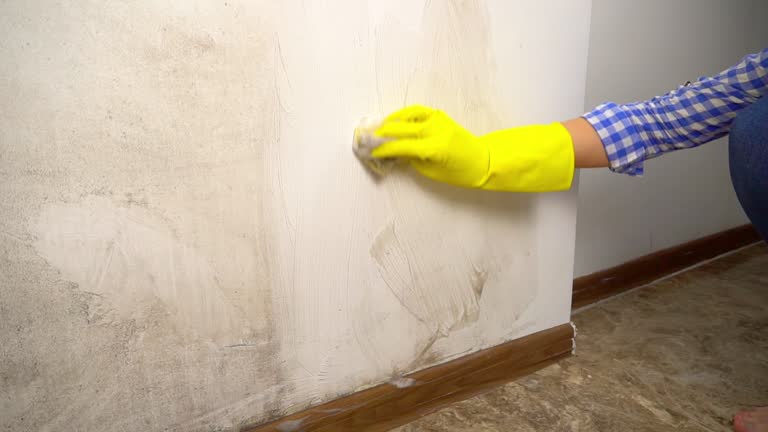 Best Mold Damage Restoration  in Mi Wuk Village, CA