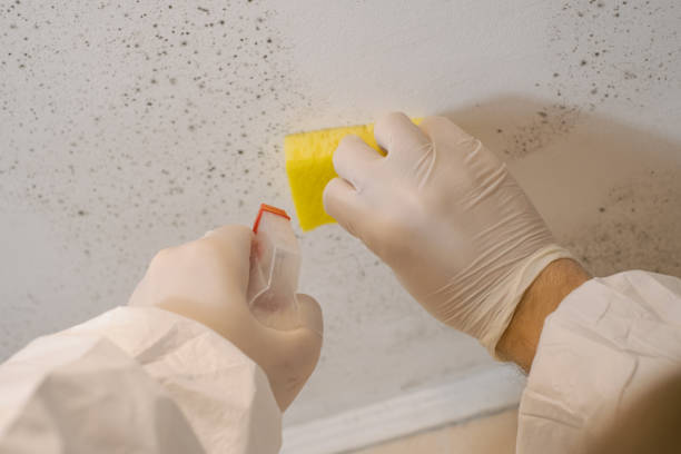 Best HVAC Mold Inspection and Cleaning  in Mi Wuk Village, CA