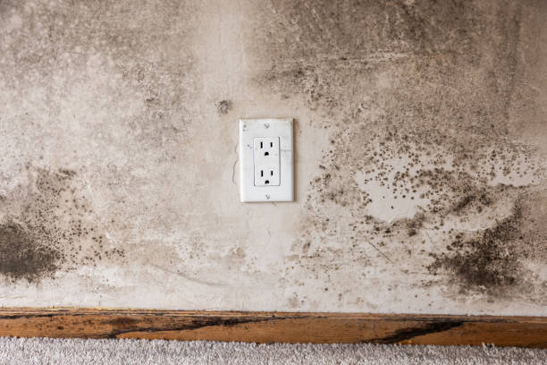 Best Crawl Space Mold Remediation  in Mi Wuk Village, CA