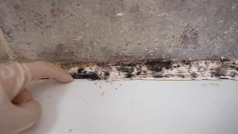 Best Emergency Mold Remediation  in Mi Wuk Village, CA