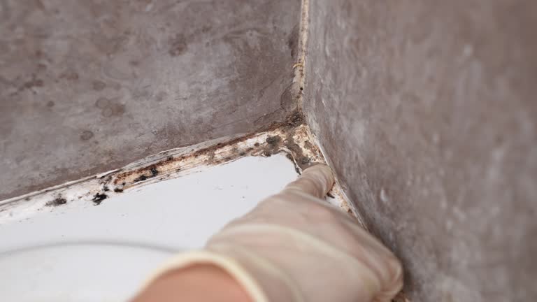 Mold Remediation for Vacation Homes in Mi Wuk Village, CA