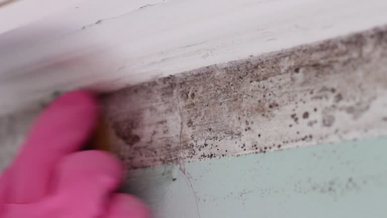 Best Water Damage & Mold Remediation  in Mi Wuk Village, CA